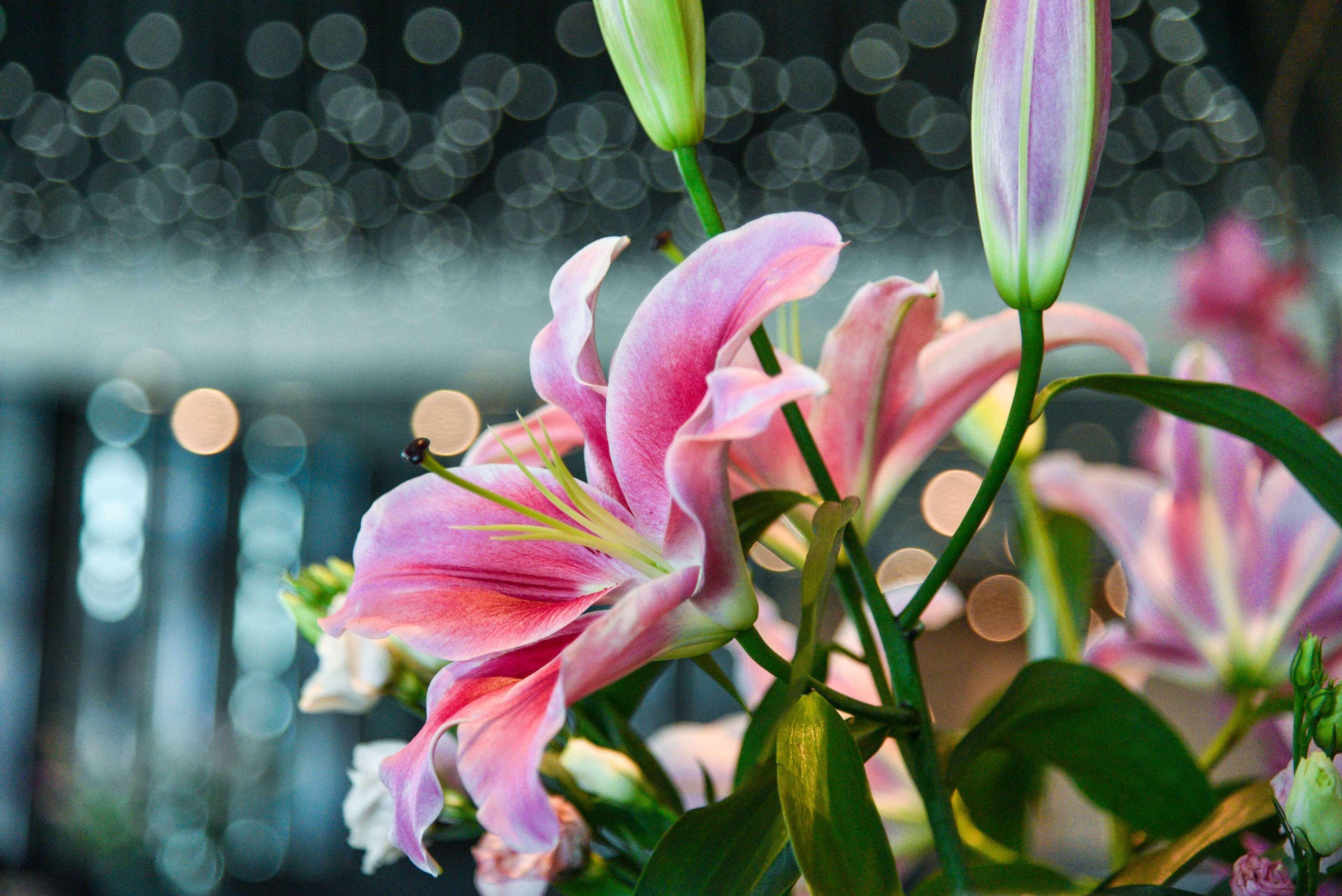 Hotel Park Hyatt Doha, Msheireb Downtown Esterno foto Lilium × hybridum